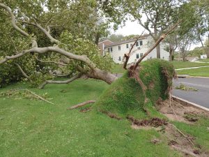oakdale post storm cleanup pictures